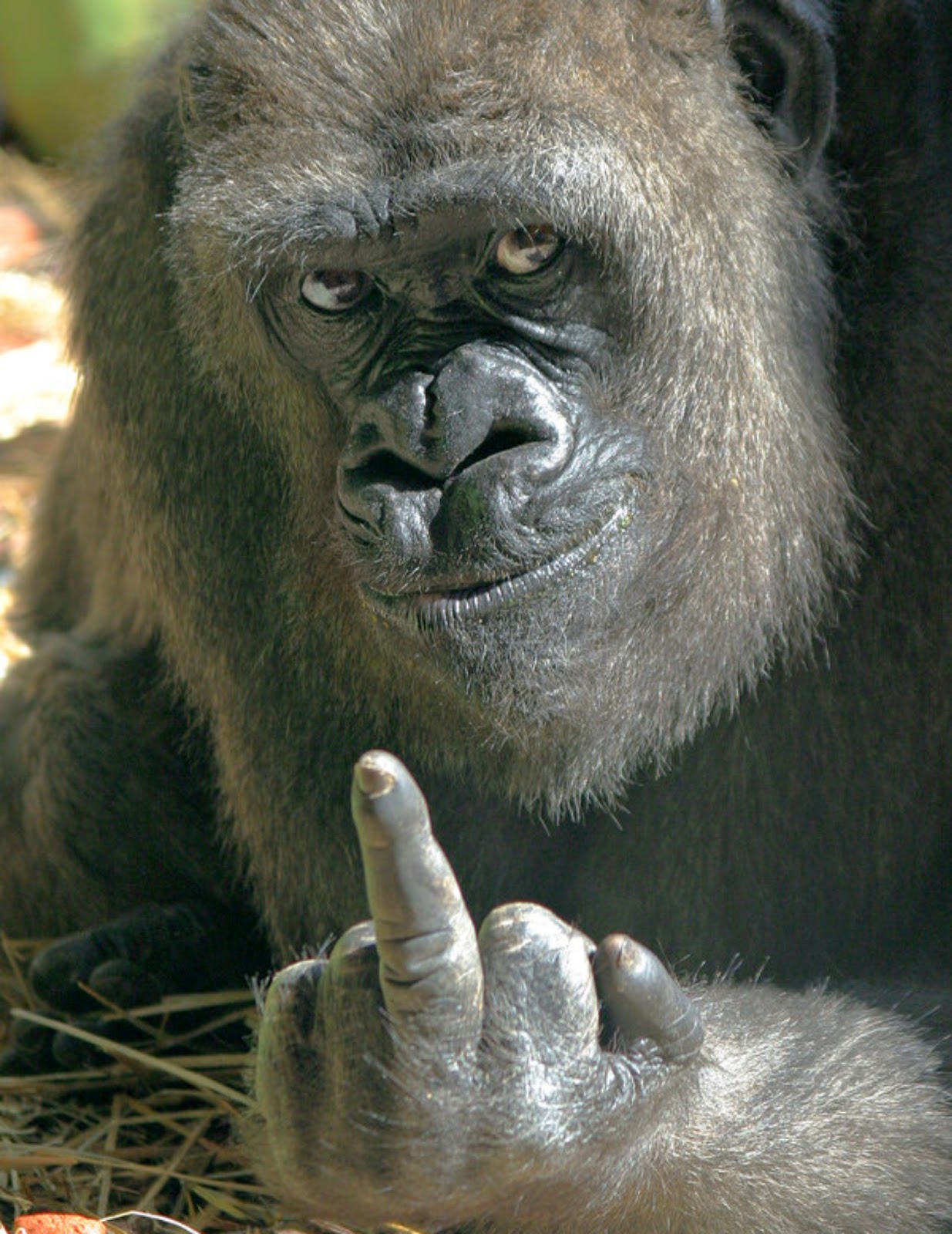 Gorilla making a defiant hand gesture